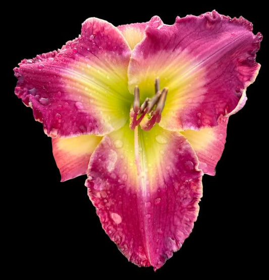 Hybrid Daylily  -  Location C 30