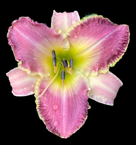 Hybrid Daylily  -  Location C 31