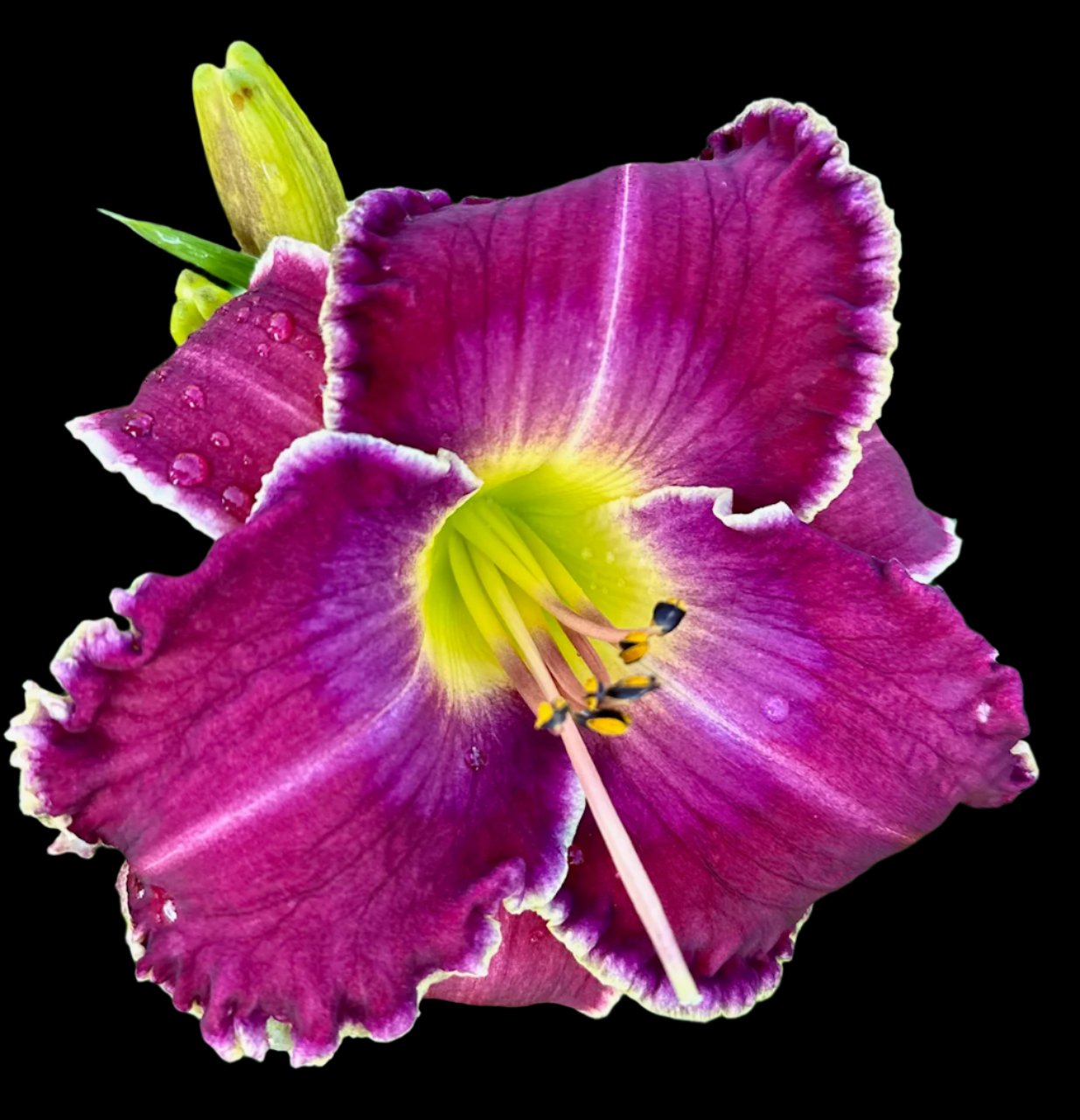 Hybrid Daylily  -  Location D 39