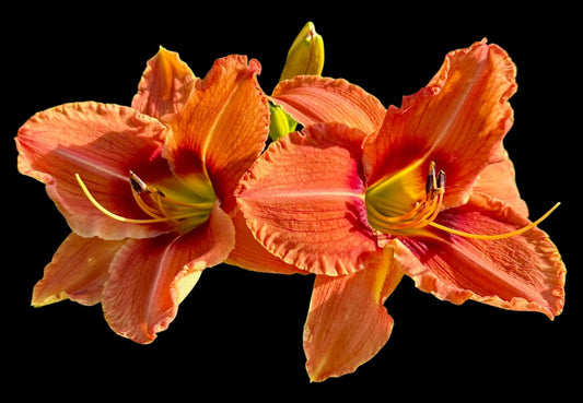 Hybrid Daylily  -  Location D 13