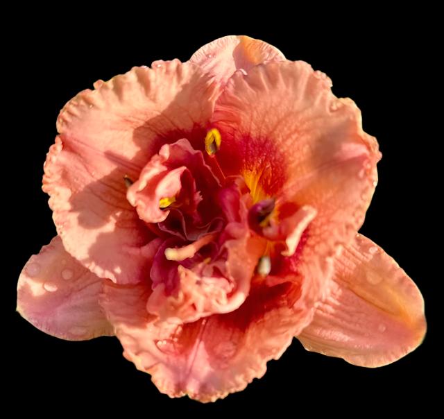 Hybrid Daylily  -  Location C 44