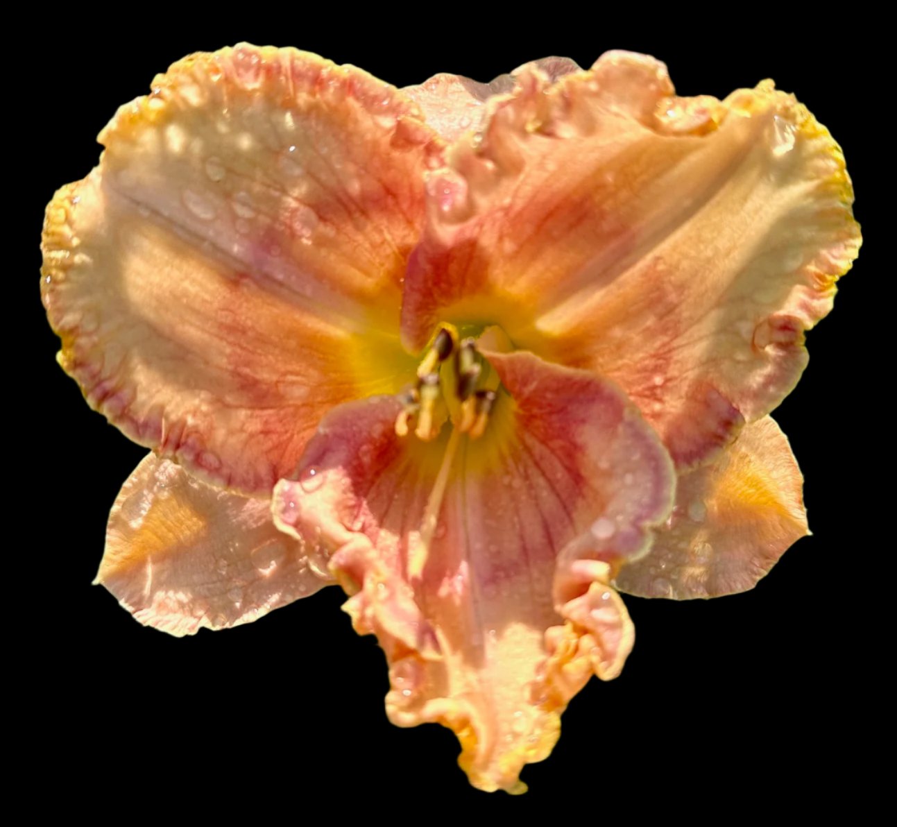 Hybrid Daylily  -  Location B 38