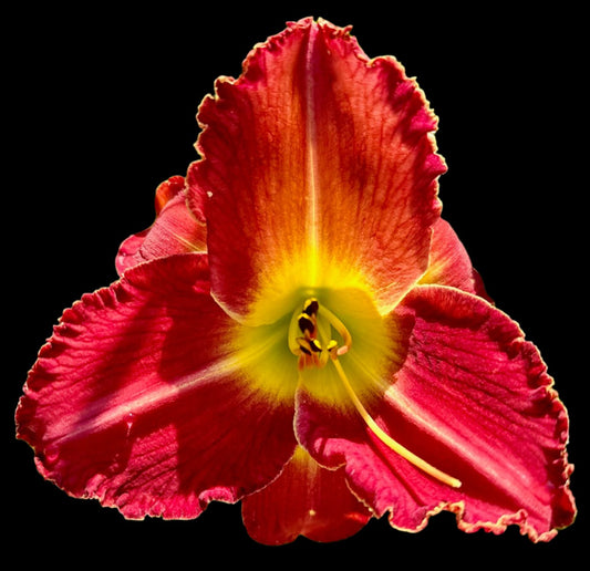 Hybrid Daylily  -  Location D 10