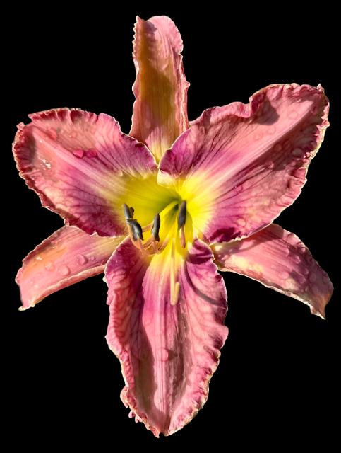 Hybrid Daylily  -  Location C 61