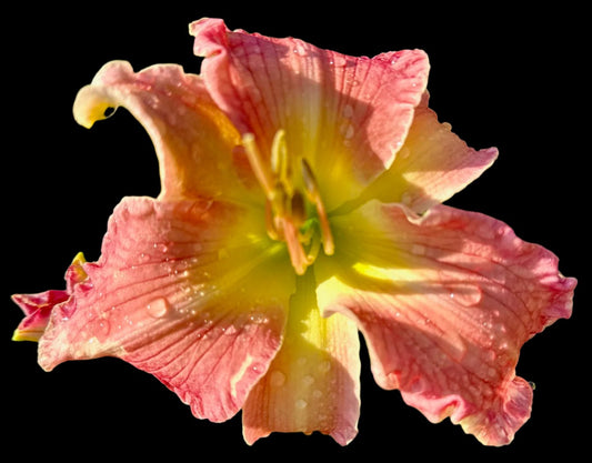 Hybrid Daylily  -  Location C 71