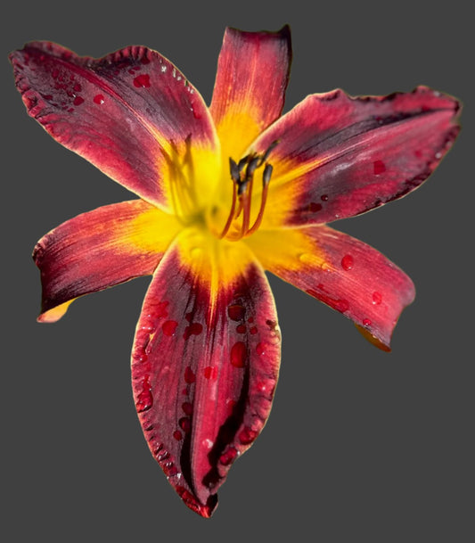 Hybrid Daylily  -  Location B 24