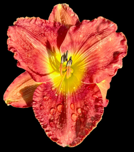 Hybrid Daylily  -  Location E 49