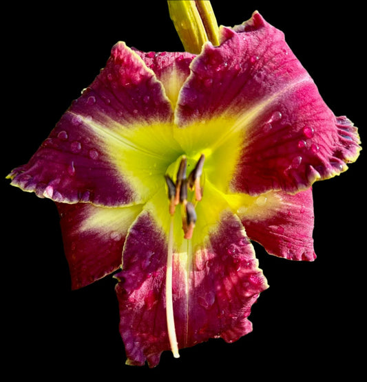 Hybrid Daylily - Location E 17