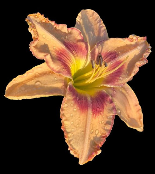 Hybrid Daylily  -  Location C 4