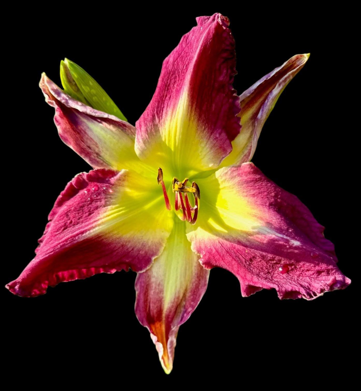 Hybrid Daylily  -  Location B 10