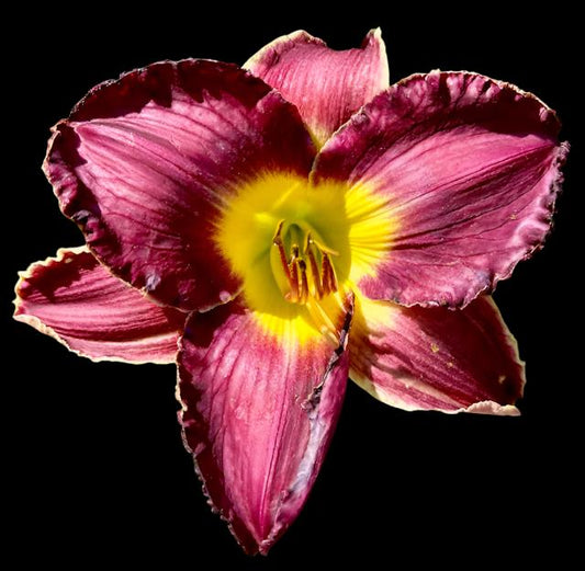 Hybrid Daylily  -  Location C 25