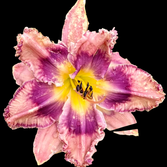 I55 | Ruffled Rose Pink with Plum Eye