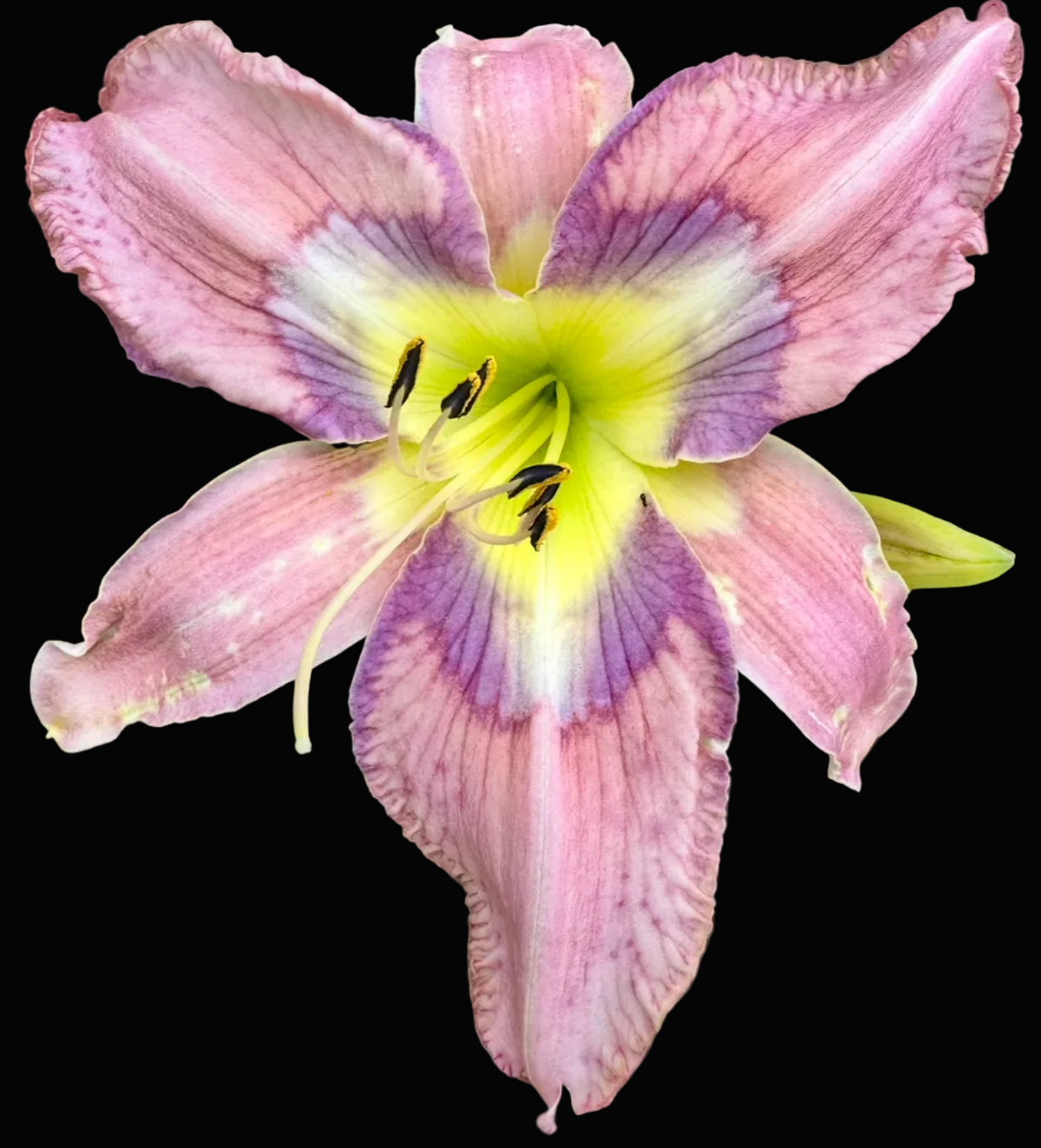 A close-up photograph of a pink daylily flower with a yellow and purple striped center, surrounded by green leaves, shown within a mobile photo app interface.
