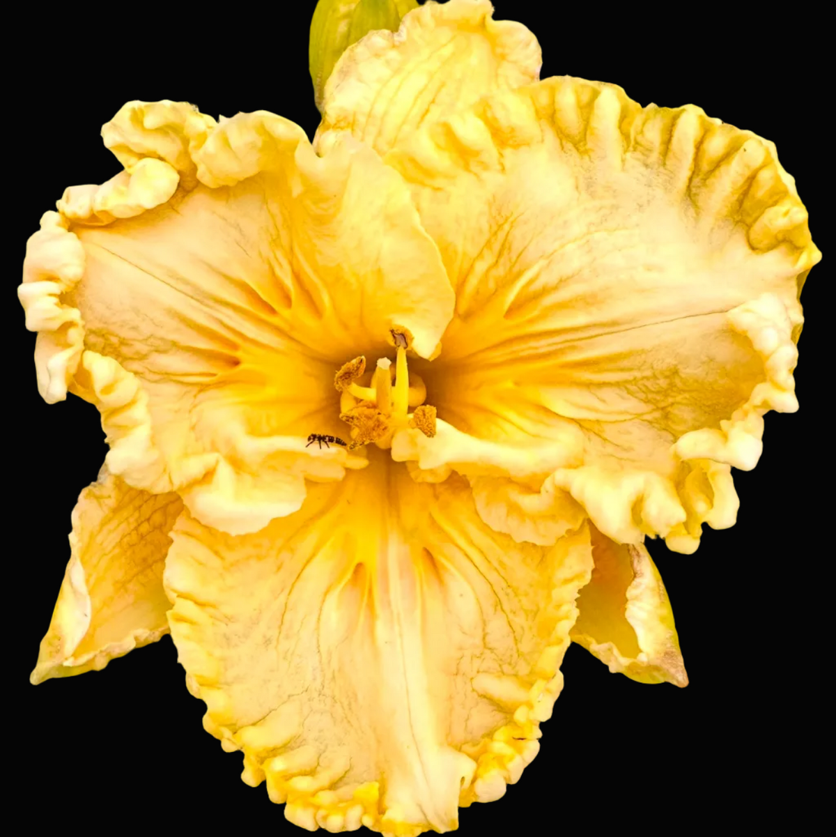 A close-up photograph of a single ruffled yellow daylily flower with green leaves in the background, shown within a mobile app screenshot interface.