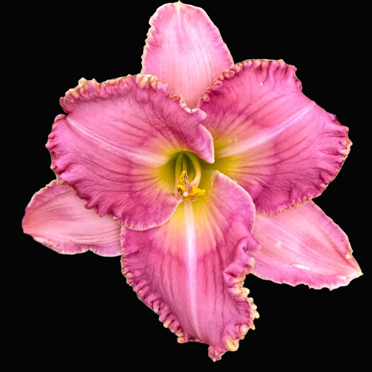A close-up photograph of a pink daylily flower with ruffled petals and a yellow center, surrounded by green leaves. The photo appears to be taken from a phone app interface, with a white mobile screenshot border and a date/time header reading Columbus and June 2 9:58 AM.