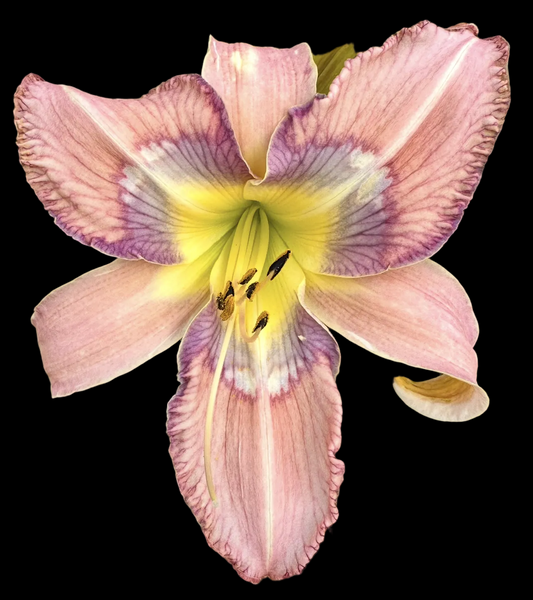 J10 | Large Complex unusual form