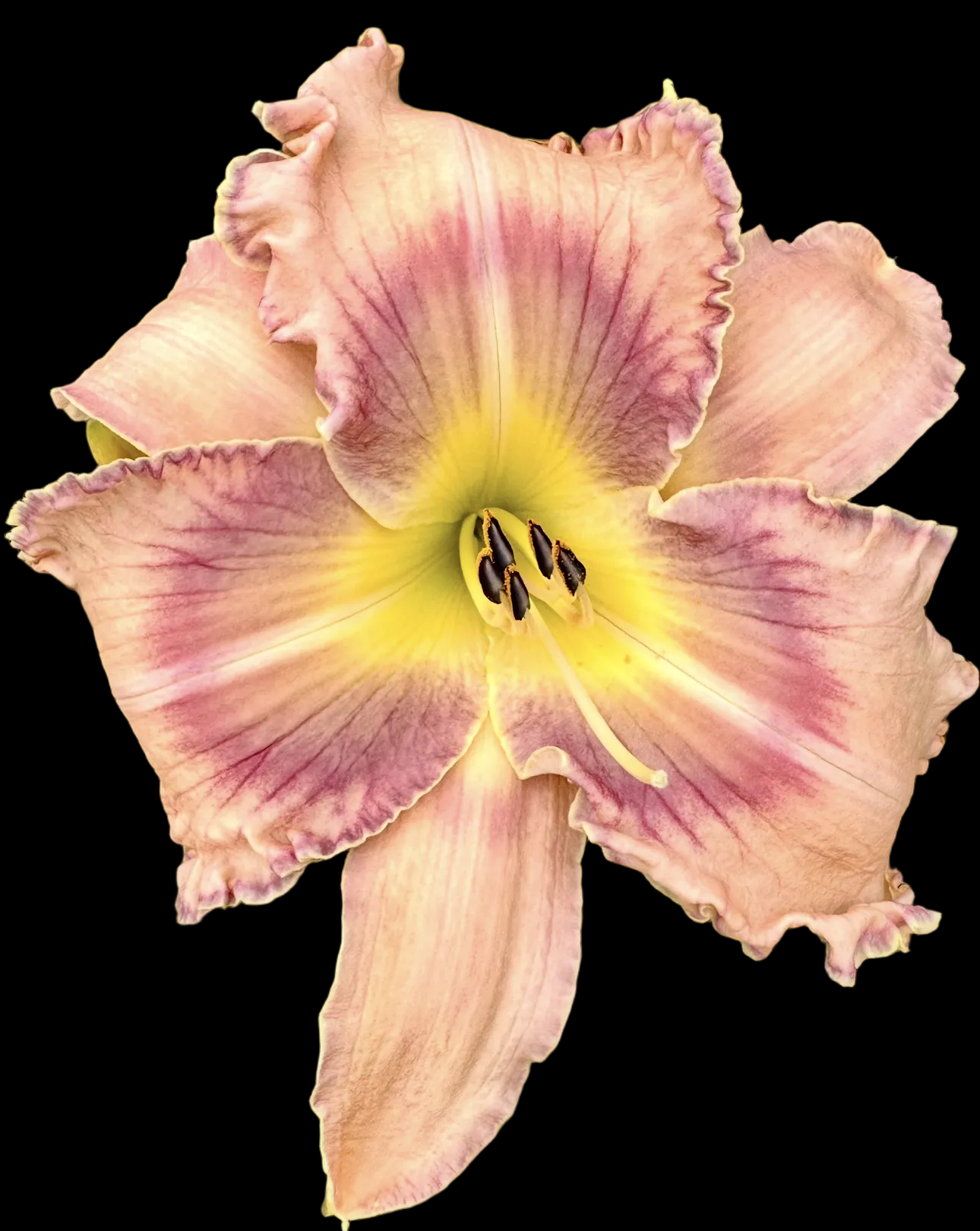 J30 | Ruffled Champagne Peach with Lavender Eye