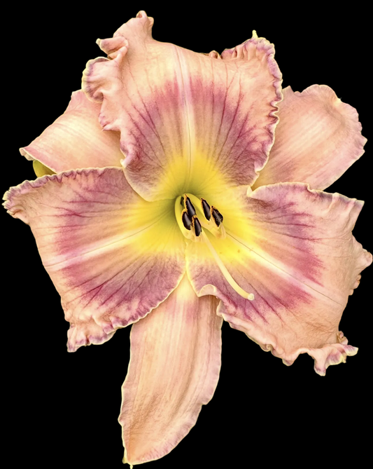J30 | Ruffled Champagne Peach with Lavender Eye