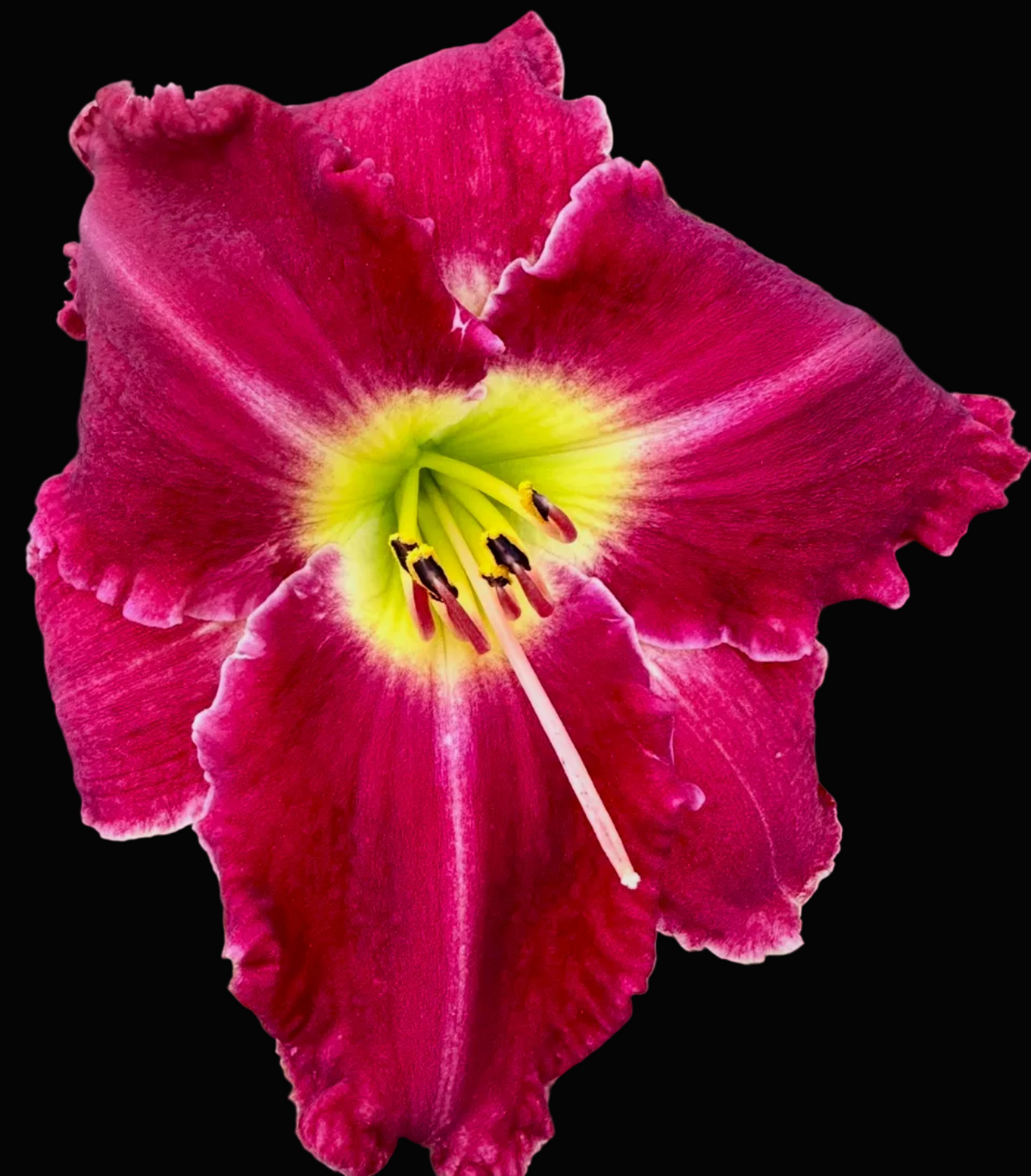 A close-up photograph of a single large daylily flower in bloom, with deep magenta-pink petals fading to yellow near the center, surrounded by green foliage. The photo appears within a phone app interface showing a location header and flower thumbnails along the bottom.