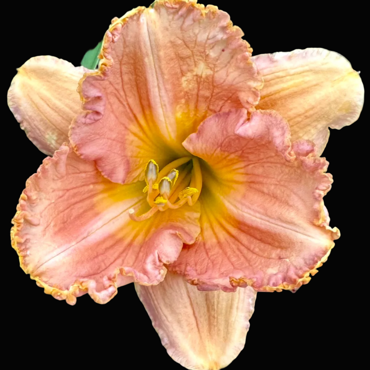 A close-up photograph of a single daylily flower in a phone app screenshot, with green leaves in the background. The flower has ruffled petals in peach, pink, and cream tones with a yellow center.