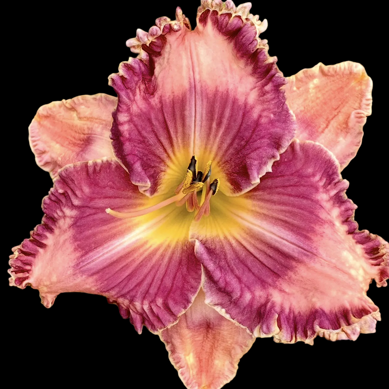 K31 | Ruffled Orchid Lavender with Plum Eye
