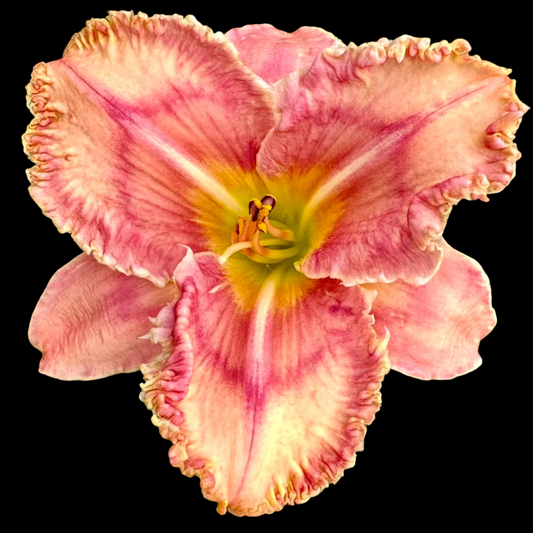 K50 | Ruffled Blush Pink with Raspberry Veining