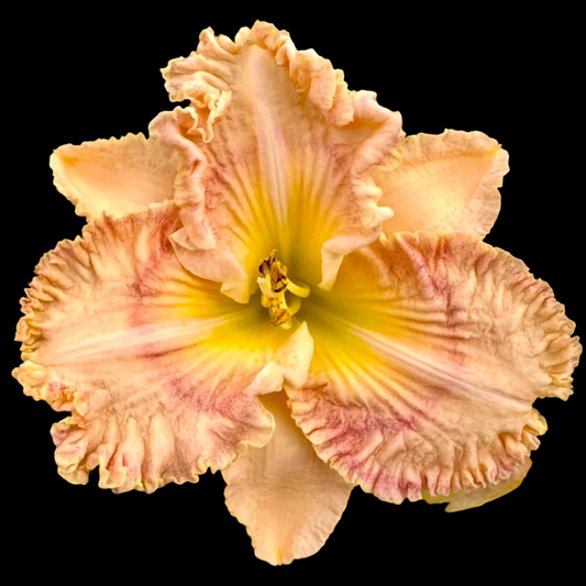K51 | Ruffled Peach Blush with Rose Veining