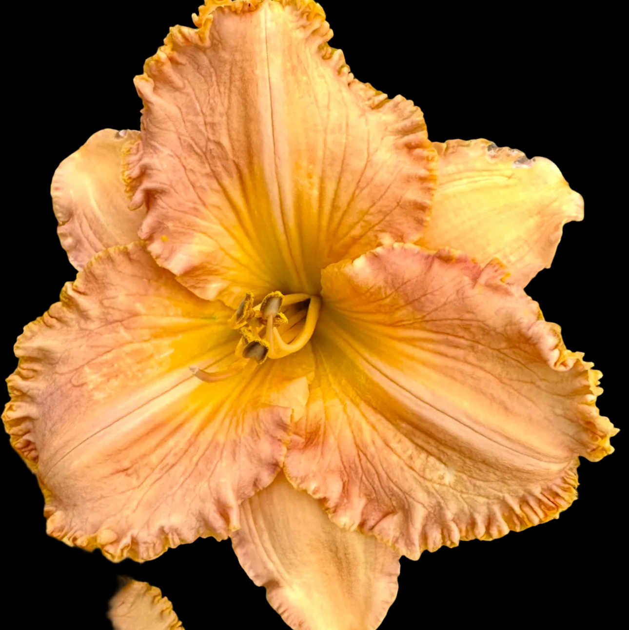 K62 | Large Ruffled Peach and Yellow Bi-Color
