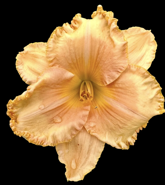 L11 | Dusty Yellow Ivory Lightly Ruffled