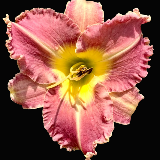 A close-up photograph of a pink daylily flower with a bright yellow center and green leaves in the background, shown within a mobile photo app interface.