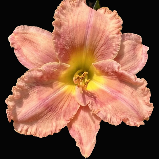 A close-up photograph of a single pink daylily flower with a yellow center, surrounded by green leaves and mulch, shown within a phone app screenshot interface.