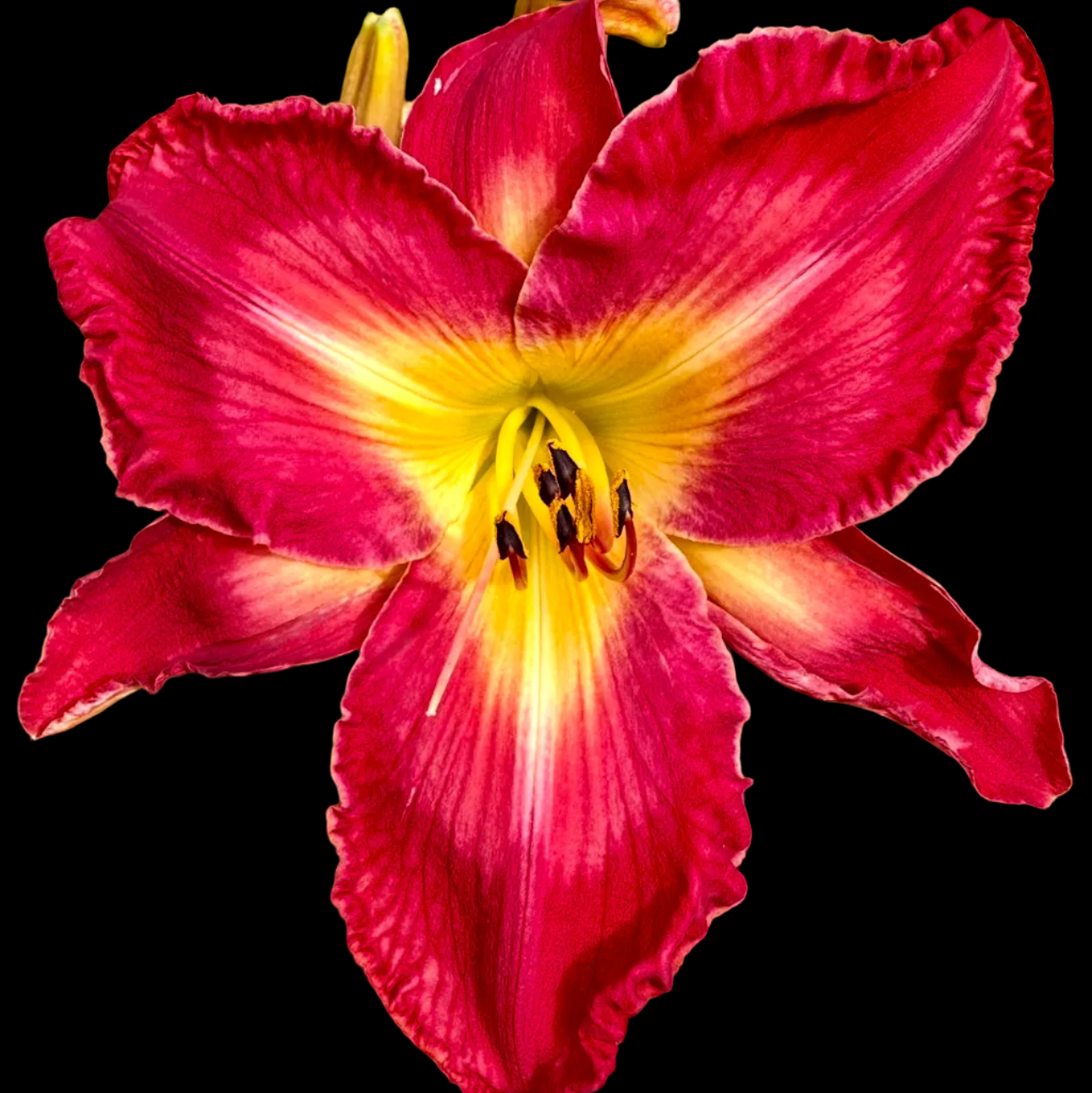 L30 | XL Scarlet with Golden Throat