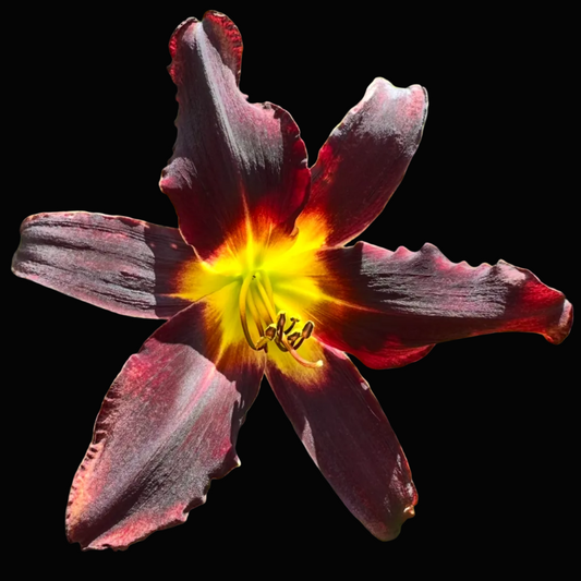 A close-up photograph of a daylily flower with dark burgundy-purple petals and a bright yellow-orange center, surrounded by green foliage. The photo appears to be taken from a phone app interface with a white header showing the time and date.