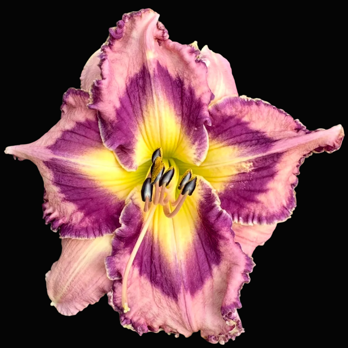 A close-up photograph of a single daylily flower in bloom, with pink-purple ruffled petals and a bright yellow center, surrounded by green leaves. The photo appears embedded within a phone app interface showing the location name Columbus and date August 12.