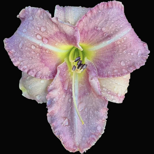 A close-up photograph of a pink daylily flower with water droplets, set against a background of green grass. The image is shown within a mobile app interface, likely a photo gallery or social media feed, with the header 'Columbus' and date 'August 15'.