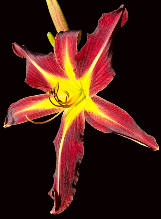 M85 | Dark Red Unusual Form with Yellow Starburst