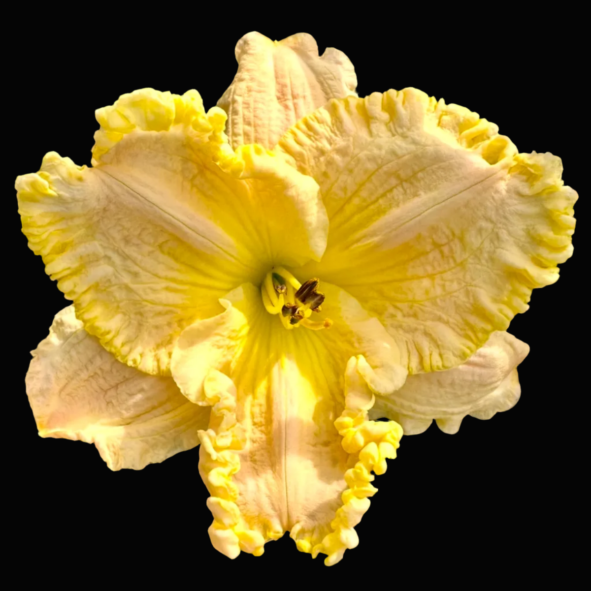 A close-up photograph of a ruffled yellow and cream lily flower in bloom, surrounded by green leaves, shown within a mobile app screenshot interface.