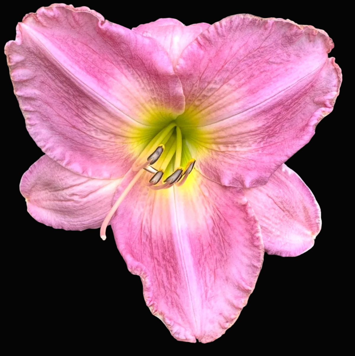 A close-up photograph of a pink daylily flower with a yellow center, surrounded by green leaves, shown within a mobile app screenshot interface.