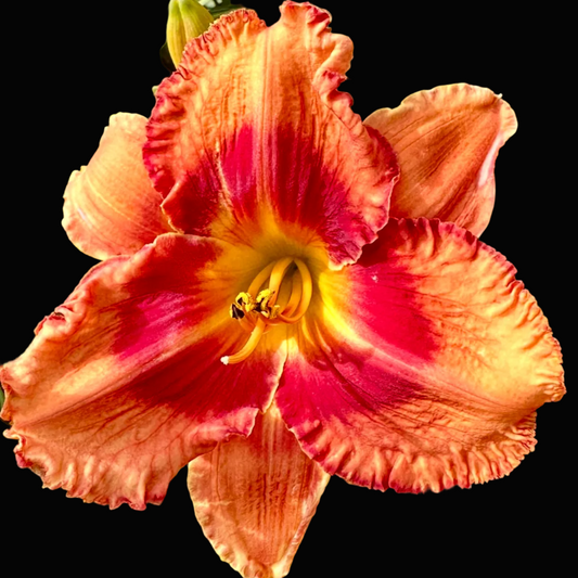 A close-up photograph of a single orange and red daylily flower with yellow highlights, surrounded by green leaves, shown within a mobile app screenshot interface.