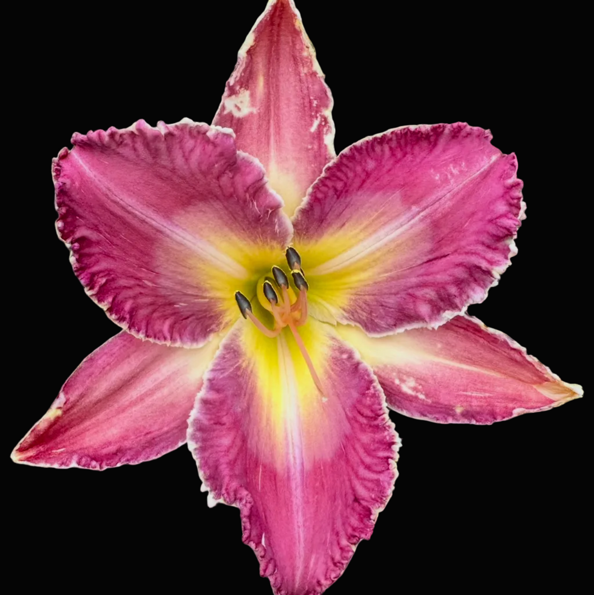 A close-up photograph of a single pink and yellow daylily flower in bloom, surrounded by green leaves and mulch, shown within a mobile app screenshot interface.