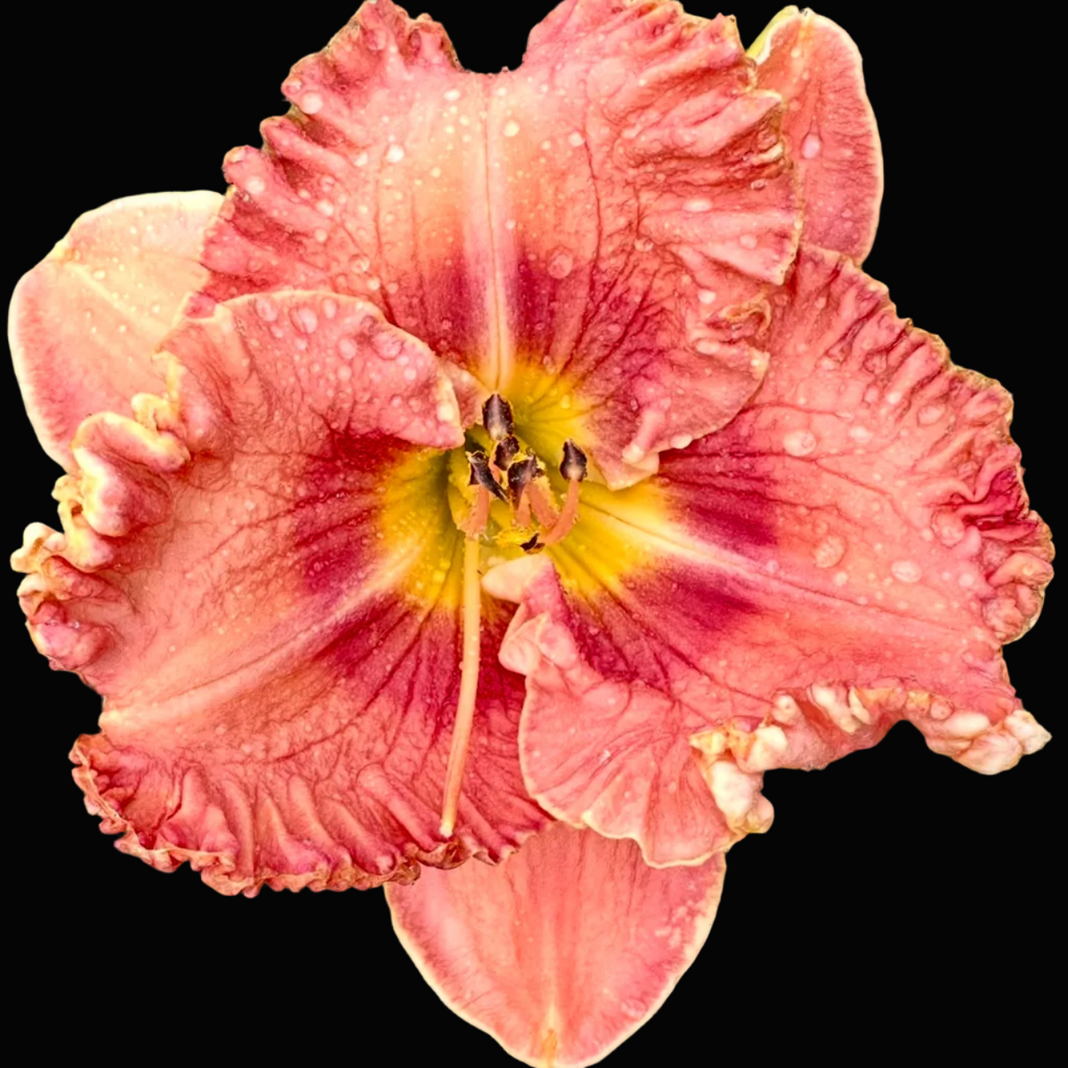 A close-up photograph of a blooming daylily flower with ruffled coral-pink petals, a yellow center, and green leaves, shown within a phone screenshot interface.