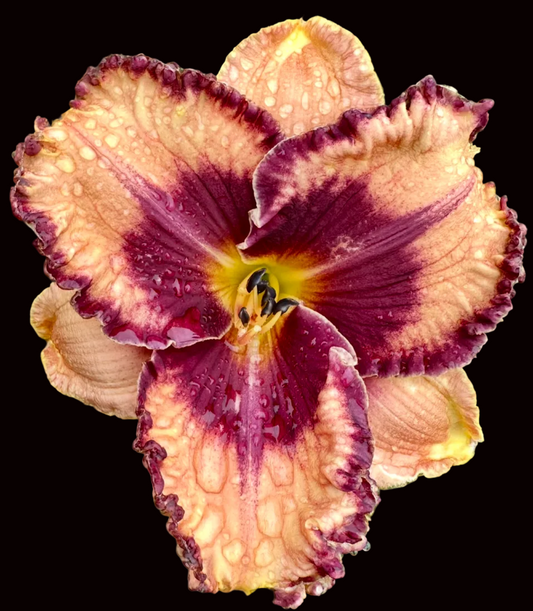 N1 | Ruffled Peach, Purple Eye and Edge