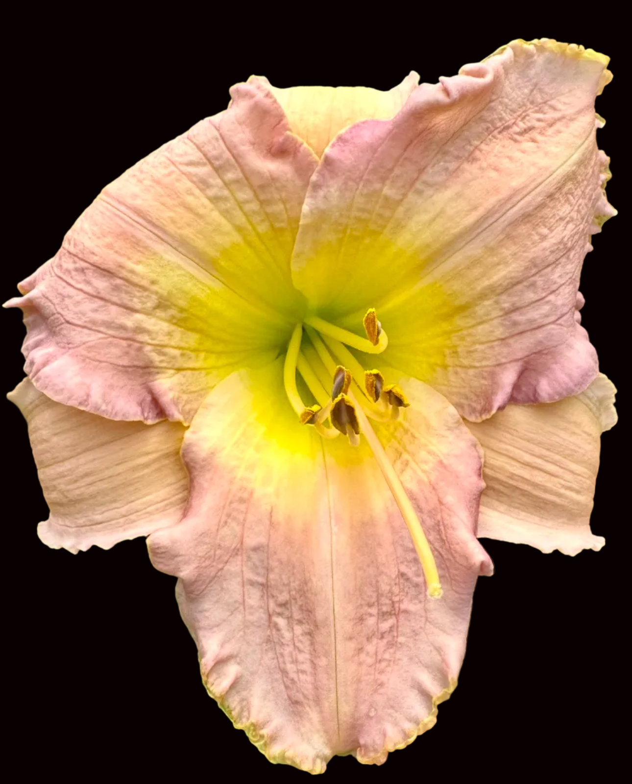N17 | Pale Violet Pink with Yellow Moon