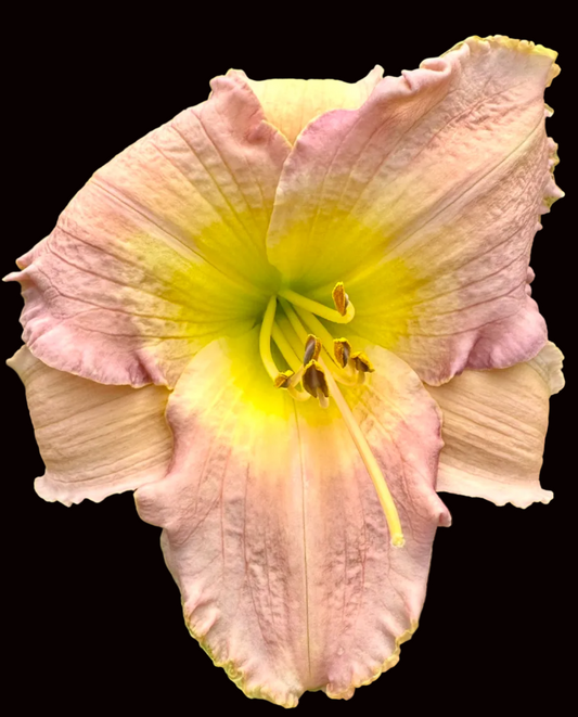 N17 | Pale Violet Pink with Yellow Moon