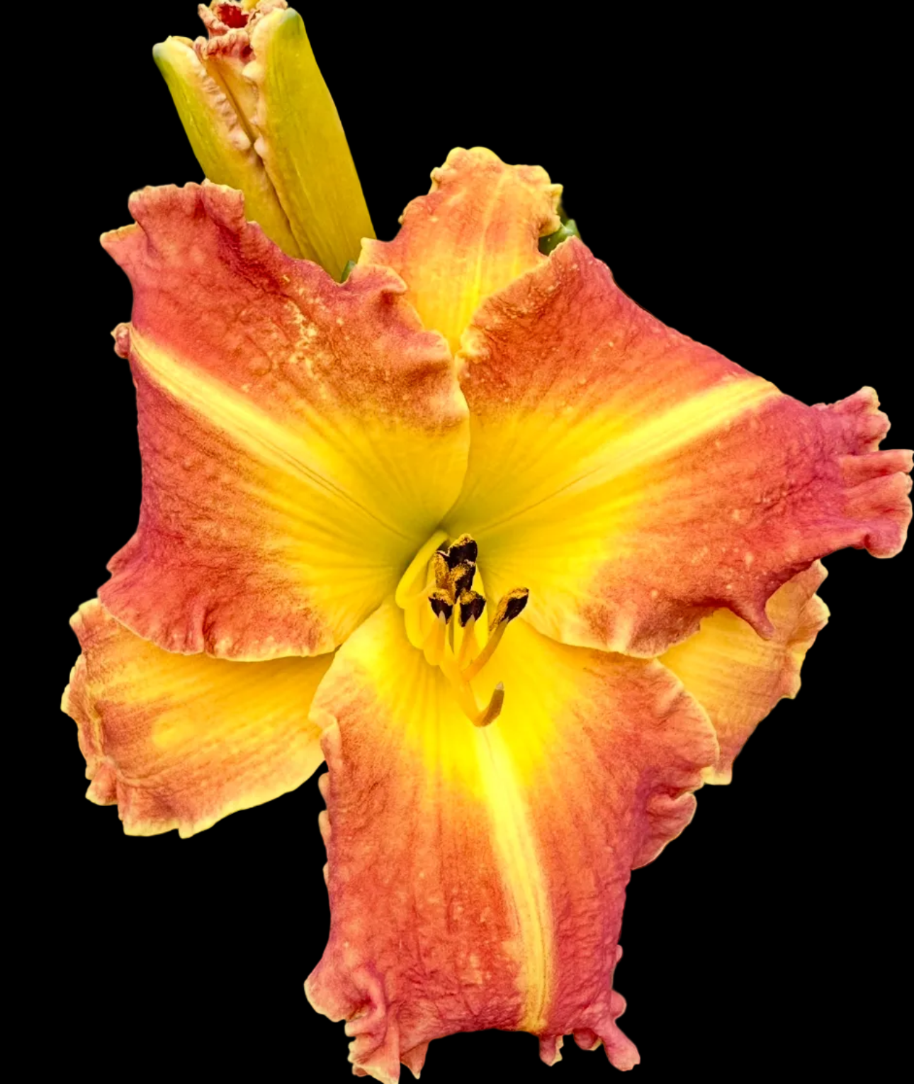 N50 | Tall Coral Pink with Radiant Golden Throat