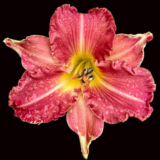 N56 | Ruffled Raspberry with White Midrib