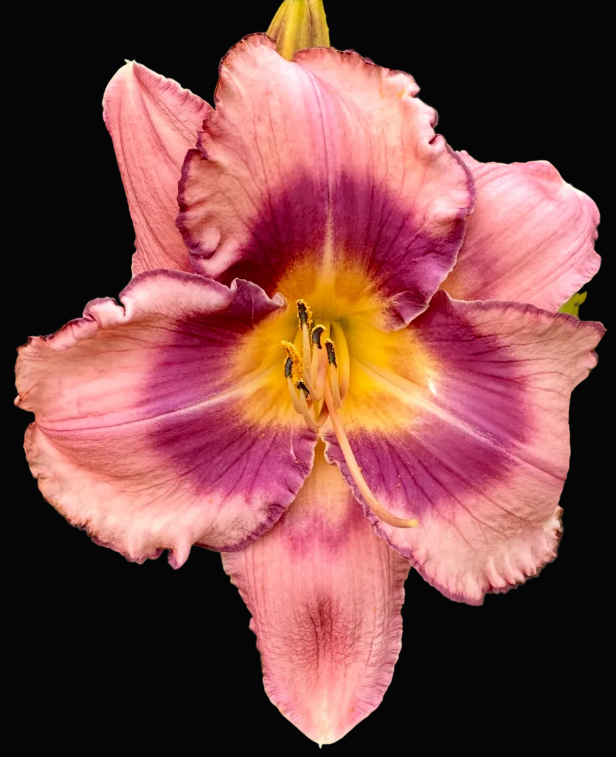 A close-up photograph of a blooming daylily flower with pink petals, a deep purple center, and a yellow throat, surrounded by green foliage. The photo appears within a mobile app screenshot, with a phone status bar at the top and flower thumbnails along the bottom.