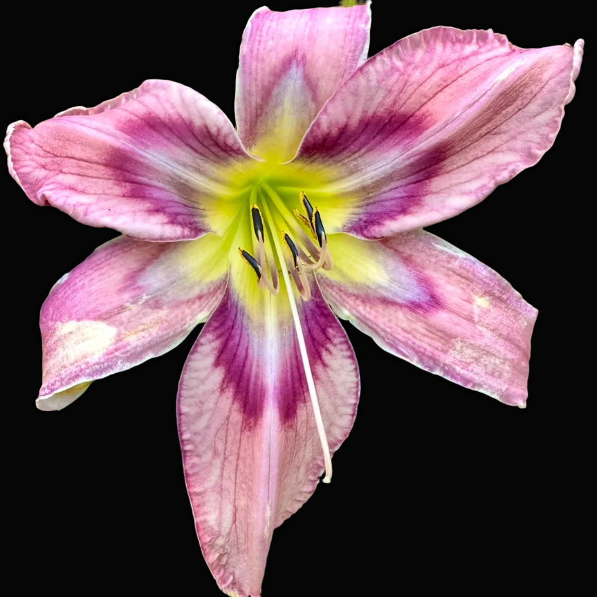 A close-up photograph of a pink daylily flower with purple streaks and a yellow center, growing among green leaves. The photo appears to be taken from a phone gallery or app screenshot with status bar icons and a white interface around the image.