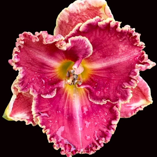 O24 | Ruffled Raspberry with Cream Picotee Edge