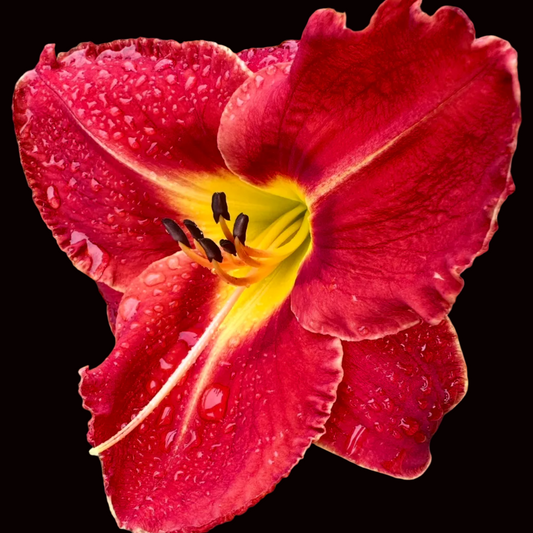 O30 | Velvety Crimson Red with Golden Throat